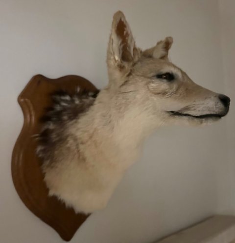 Sjakal trofæ Sjakal trofæ